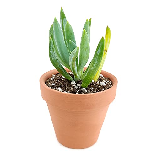 Senecio Blue Chalksticks (2 Inch) - Healthy Succulent Senecio Live Easy Care Indoor House Plant, Fully Rooted In 2/4/6 Inch Sizes #TOP1