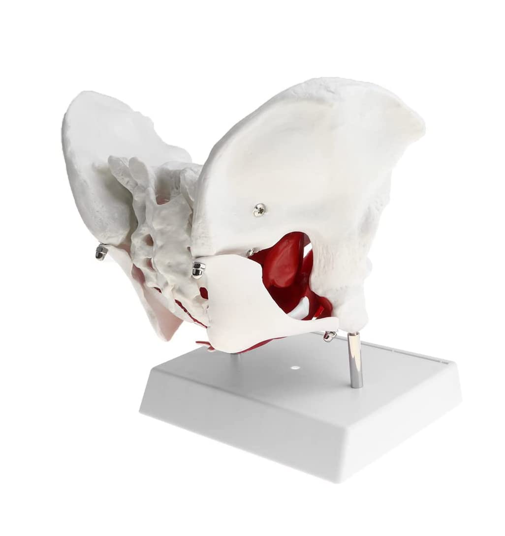 Modele szkieletu, Model edukacyjny, Model mięśni dna miednicy żeńskiej, Wyjmowane organy, Model anatomiczny, Materiały laboratoryjne, Model dna miednicy żeńskiej, Medyczny,