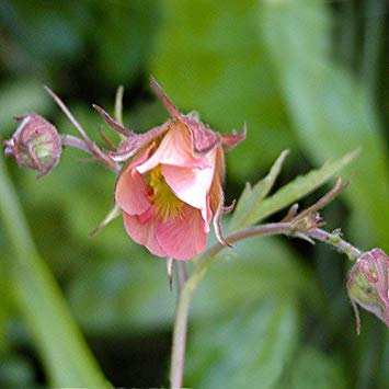 - Semi Geum Rivale