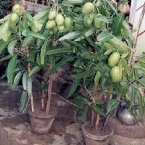 Corofitam_Mango PlantLive Baramasi Mango Plant GraftedLive Baramasi Mango Plant Grafted (B0B3XKJDB5) Amazon Price History, Amazon Price Tracker