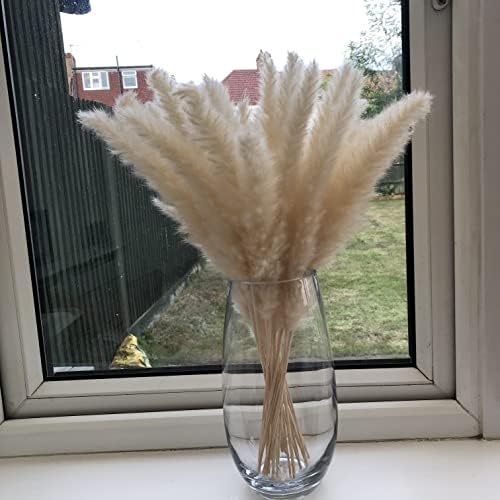 Pampas Grass Cream White Fluffy Natural Pampass Grass Decor Boho Plant Decor Real Dried Pampas Grass Flower Arrangement Decorative Home Accessories Pampas Grass Plant Dried for Small Vase 50cm 30Pc
