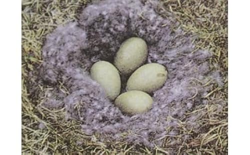 羽毛掛けふとん アイダーダウン95% 1.2kg