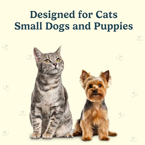 Image of Jasper Microbrush Cat Toothbrush, Soft-Bristled Toothbrush Kit for Felines & Small Dogs, Non-Slip Handle with 2 Replaceable Brush Heads, Use with Cat Toothpaste (Microbrush, Brush Heads Only)