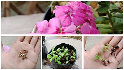 Image of Phlox Flower Seeds - Vibrant Garden Annuals, Easy-to-Grow, Butterfly & Pollinator Friendly, Perfect for Beds, Borders & Containers - 100+ Seeds