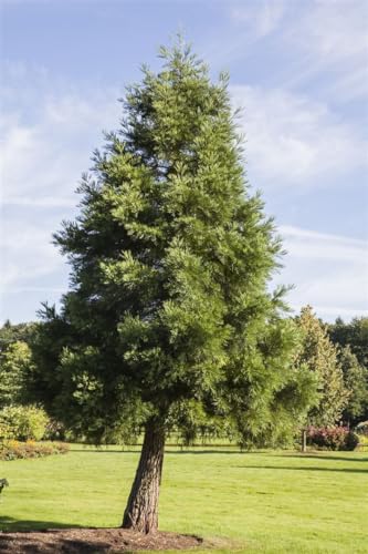 Sequoiadendron giganteum 40–50 cm – Immergrün, Winterhart, Mehrjährig – Mammutbaum – Solitärbaum für Garten & Park