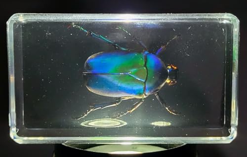 Image of 2.9 inch Real Blue Rose Chafer Beetle in Crystal Clear Lucite Resin Paperweight Specimen Preserved Trigonophorus Rothschildi Insect Taxidermy Collection for Biology Science Education Desk Display Supplies
