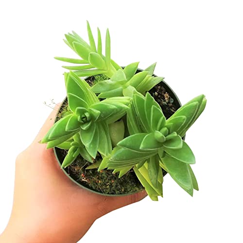 Crassula Capitella Red Pagoda | Shark Tooth Plant | Colorful Succulent Decoration (2/4/6 Inch Plant) (4" Bare Root) #TOP1