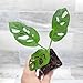 Philodendron Swiss Cheese (Monstera adansonii) – Rare Tropical Aroid | 3″ Fully Rooted Live Indoor Houseplant | Exotic Perforated Foliage | Easy-Care Trailing or Climbing Plant for Home or Office