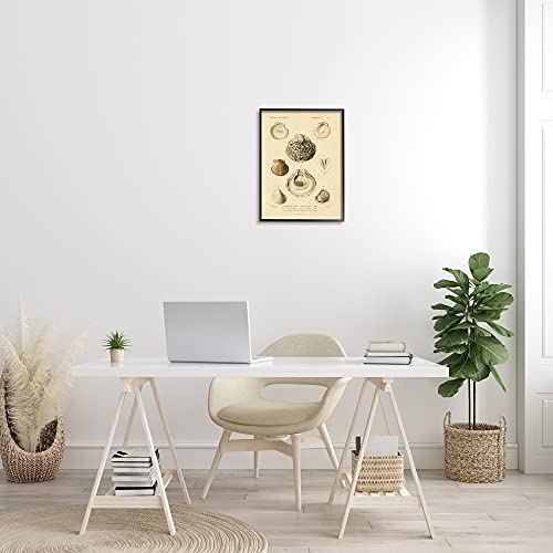 Image of 'Vintage Sea Shell Latin Study Marine Chart'| Framed Giclee Art | Stupell Industries | Black, 16 x 20 Inches, Easy to Hang and Sturdy, Made in USA, by Lil' Rue