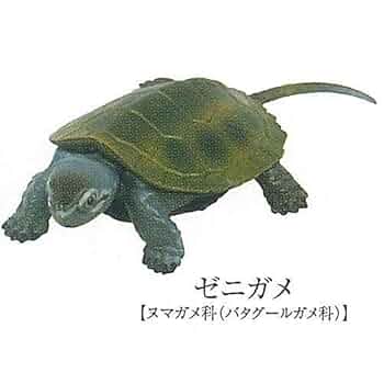 亀ページ カメ大図鑑 潜頸亜目・曲頸亜目: 水棲種と陸棲種の分類・進化