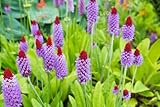 Orchideenprimel - Primula vialii - frosthart - violett