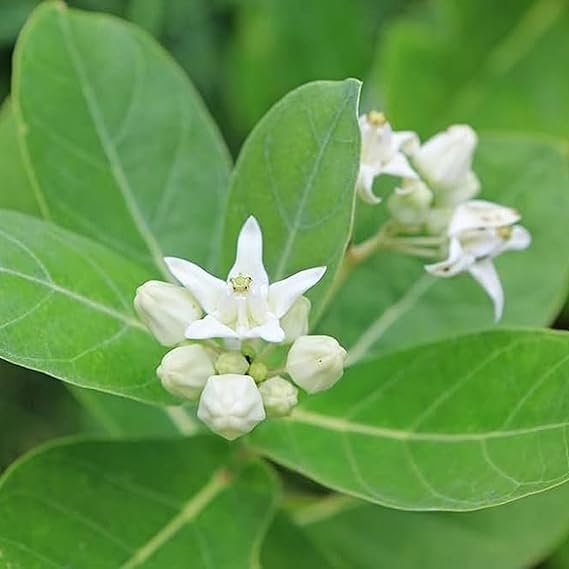 Image of Safed Aak Plant (Calotropis Gigantea) Live Plant | Ornamental Flowering Shrub for Home Garden | Outdoor Medicinal Plant | White Aak Madar Plant for Terrace, Lawn & Landscape Gardening