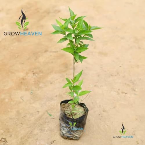 Image of LIVE PLANTS (HR)