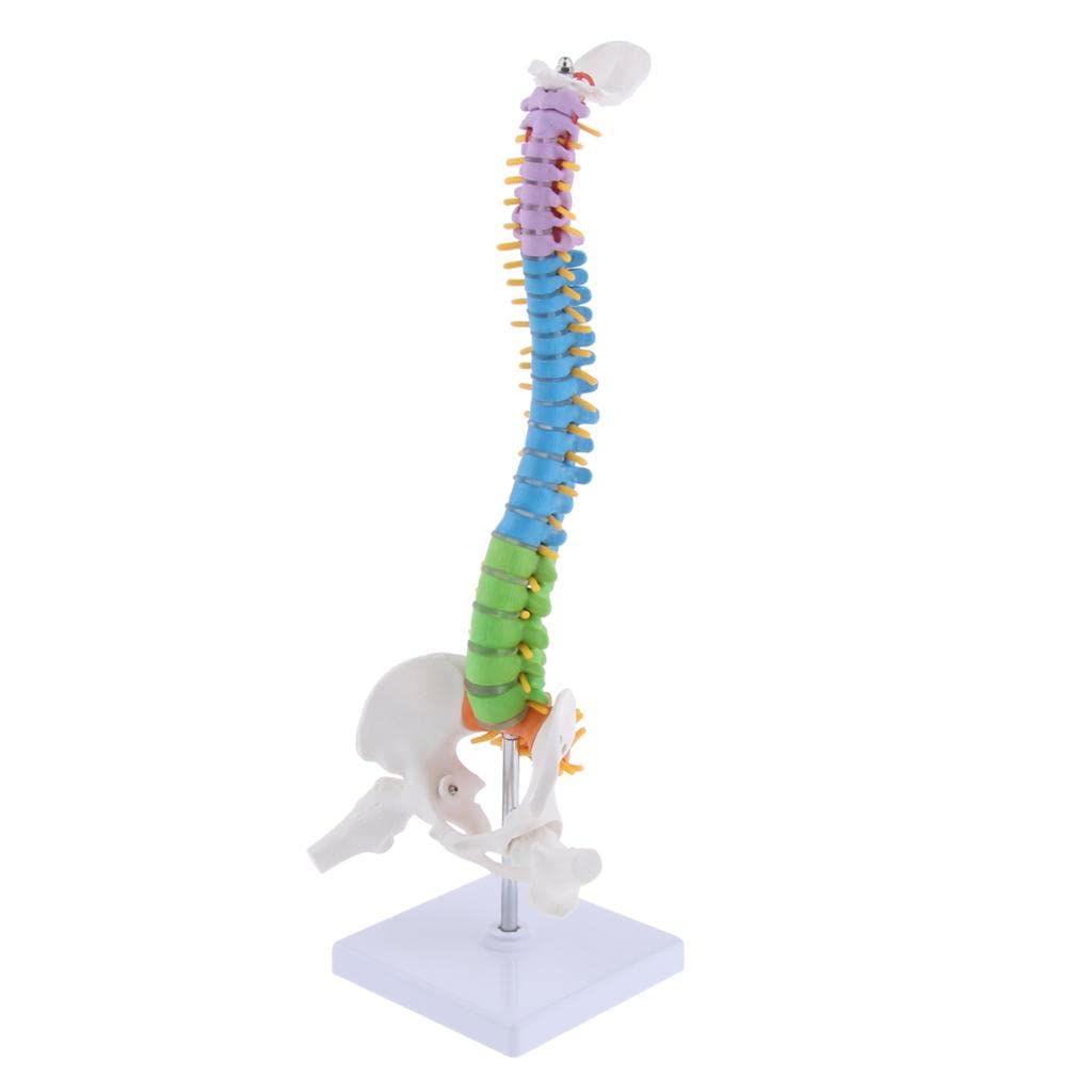 Modelo de Esqueleto de Vertebral Humana con Pelvis