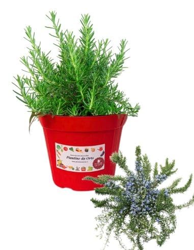 P. Piantine da Orto | Rosmarino Prostrato, Pianta in Vaso Diametro 14 cm, Pianta Pronta per il Trapianto, Pianta Vera da Esterno, Piantina Aromatica per Balcone o Terrazzo, Vivaio Italiano