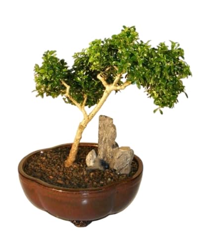 Indoor plants for air purifier, Kamini bonsai Plant for Garden Indoor (Pack of 2 With pot)-image-31