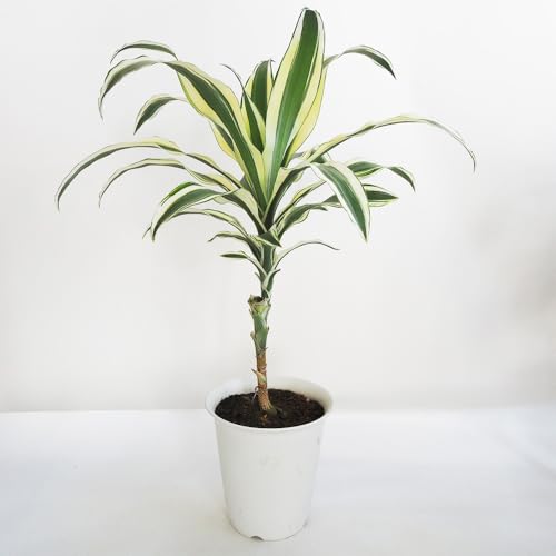 ITANSE ドラセナ スノーホワイト 7号 1個売り【品種で選べる観葉植物・リビングやオフィス向きサイズ】学名:Dracaena reflexa 'Snow White'/リュウゼツラン(キジカクシ)科ドラセナ属 非耐寒性常緑高木/和名:千年木(センネン