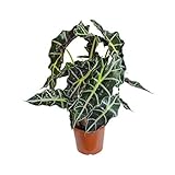 Encantadora und bonita planta Alocasia Polly 60cm , Plantas habitación, Hoja de flecha