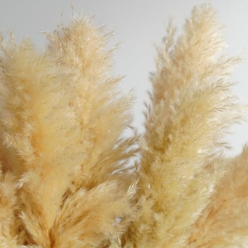 5 piezas pampas grass 50-60 cm decoración boho miniatura 6
