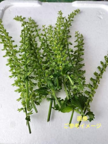 シソ 大葉 シソの実 青じその実 紫蘇の実枝 ３０本 無農薬 購入後の収穫?のサムネイル