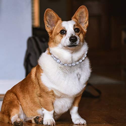 TEHAUX 1 conjunto de pérolas elegantes colar de cachorro joias para animais de estimação Coleira de