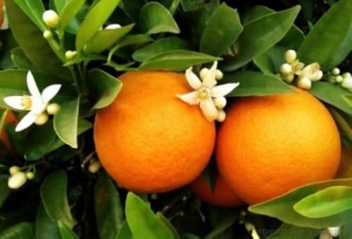 Image of live plants (ORANGEN PLANT)