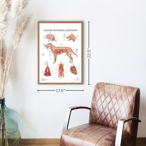 Image of Anatomy Lab Canine Internal Anatomy Poster, LAMINATED, Veterinary Anatomy and Physiology, 17.3 x 22.5 Inches, Dog Internal Organ Diagram, Animal Anatomical Chart for Education Learning and Students