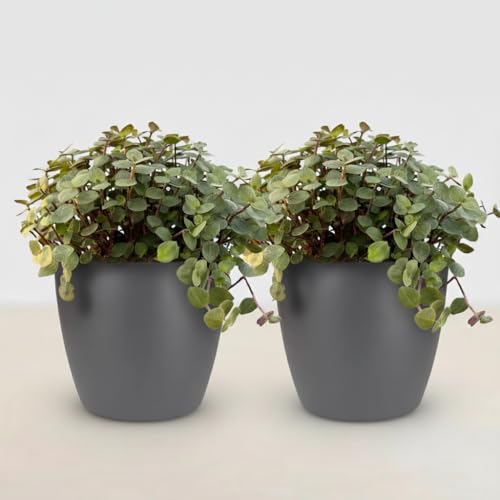 Calissia Repens Planta de interior, juego de 2 unidades con maceta gris, diámetro de 12 cm, altura 17-20 cm, planta verde apta para mascotas, fácil de limpiar, para salón, oficina, dormitorio