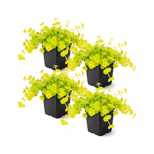 Creeping Jenny Live Plant (Lysimachia nummularia) - 4 Plants Per Pack - Healthy Trailing Perennial - Beautiful Accent Plant - 6 Tall by 4 Wide in 1 Pt Pot