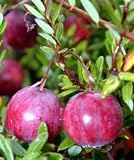 American Pilgrim Cranberry Bush - 3.25" Pot - Great Groundcover - Delicious