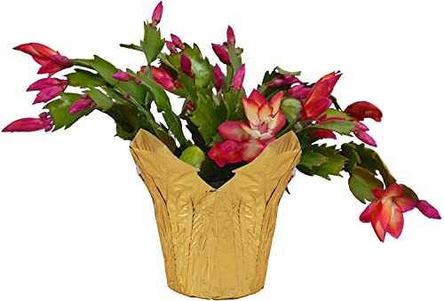 DECOALIVE Cactus Santa Teresita Especial para las Fiestas Navideñas