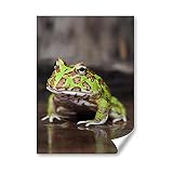 DV DESIGN 1 carte de vœux A5 imprimée – Grenouille à cornes d'Amazonie, grenouille verte, image graphique en papier #44078