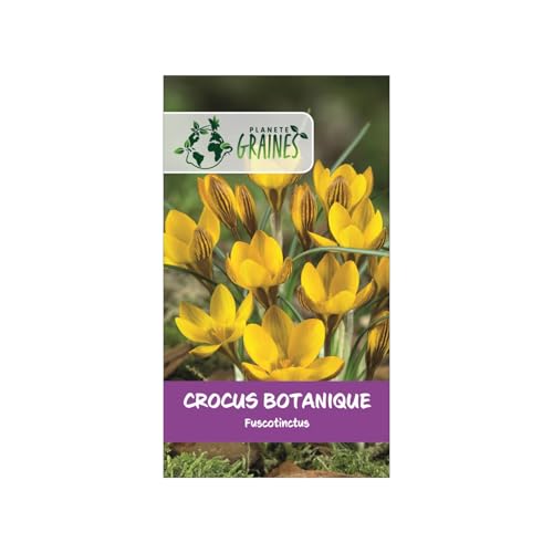 5 Bulbes de Crocus Botanique Fuscotinctus – Crocus Doré Précoce, Jaune d'Or Strié de Bronze