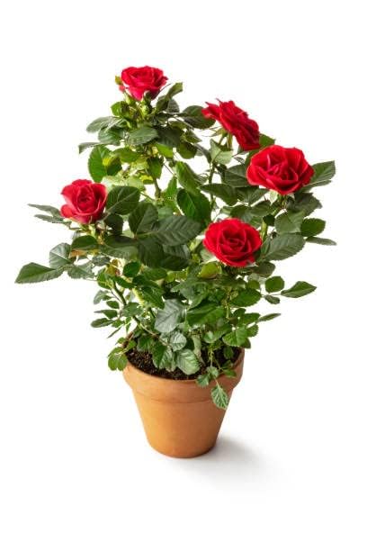 MSK EVER GREEN LIVE Desi Red Rose(GULAB) Plant for Home Garden Live Plant Pack with Black plastic Pot (B0CK1KXHBM) Amazon Price History, Amazon Price Tracker