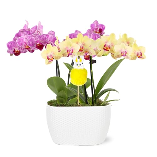 Green Circle Growers Pink and Yellow Orchid Duo in 4' White Pot with a Bunny Pick, Live Indoor...