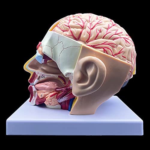 Image of XINDAM Human Head Anatomical Model 4-Part Life-Size Head Brain Cross Section Anatomy for Science Classroom Education Study Teaching Display
