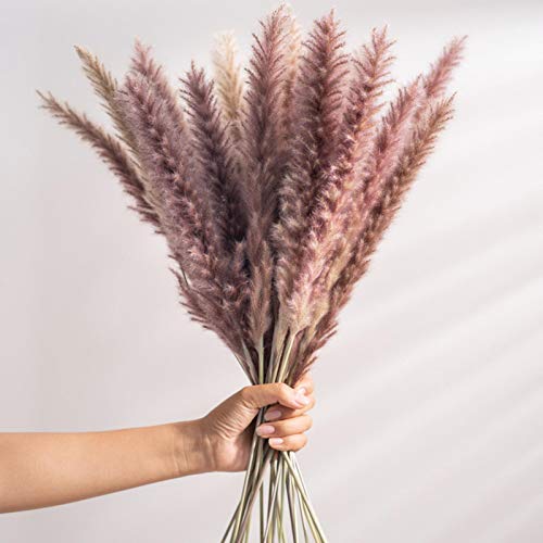 Gazechimp De 35 cm. De Pampa Seca Natural Phragmites Communis Flores Secas Para Casa, Escrit Ório, C