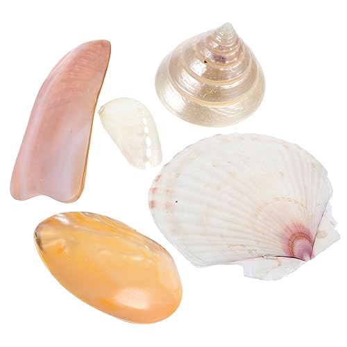 PRETYZOOM 5 Piezas Accesorios de Tiro Conchas Marinas Naturales Manualidades con Conchas Naturales Home Decor decoração casa Adorno de Conchas Naturales decoración Creativa de Conchas