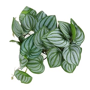 Reptile Silk Plant Leaves, Simulation Aquarium Decoration Tree Branch Hermit Crab Tank Pets Habitat Decorations with Suction Cup for Terrarium Fish Tank