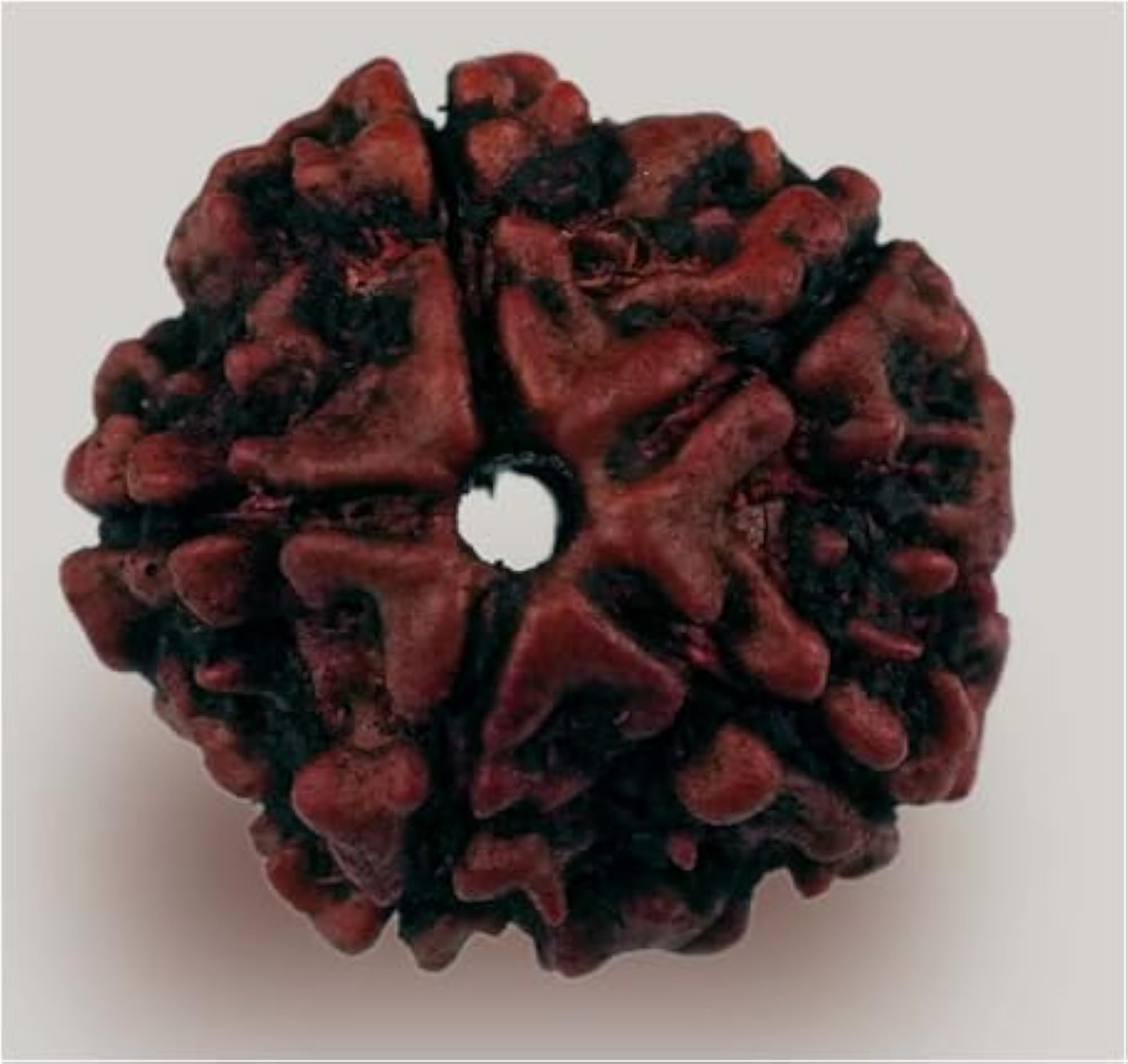 Panch Mukhi Rudraksha Beads, Certified Genuine