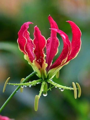 Radha krishna Agriculture Gloriosa Rothschildiana Red Flame Lilies Flower Bulbs (Pack of 2) (B088LQDVVH) Amazon Price History, Amazon Price Tracker