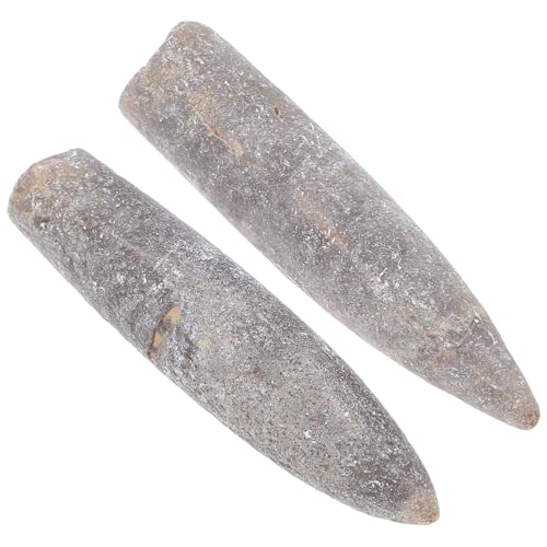 Healifty Natural Belemnite Specimen Set Ichlenite for Education Decorative Teaching Supply