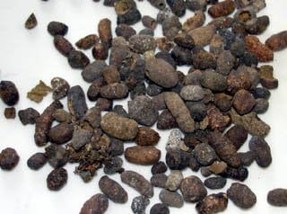Wu Ling Zhi Chinese Herb | Squirrel Droppings - Effective to Invigorate Blood and Remove Stasis - Chinese Herb 1 Lb
