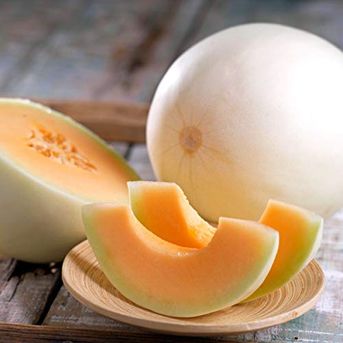 50 Organic Orange Flesh Honeydew Melon Seeds for Planting 1.5 Grams of Seeds Heirloom and Non GMO Harvested in USA for Planting