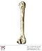 Widmann 2295T, Knochen prehistorisch ca. 39,0 cm lang, Zubehör für Halloween, Karneval oder Fasching