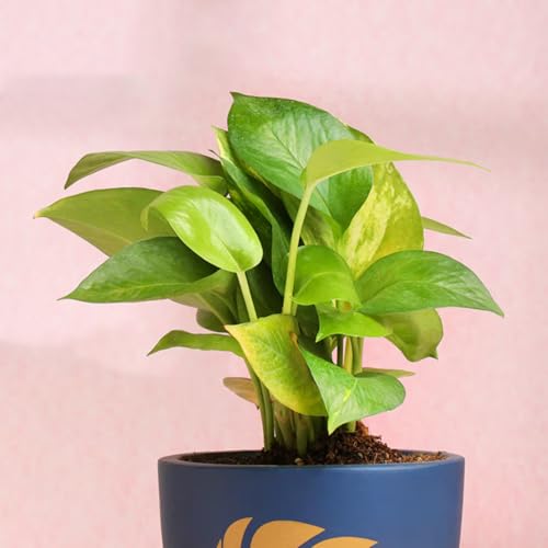 Image of FlowerAura Live Money Plant In Blue Terracotta (Mitti) Pot For Gifting, Living Room, Balcony, Table Decor, Office & Home Decor | Air-Purifying Indoor Greenery (Same Day Delivery)