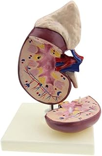 Kidney Anatomical Model - Human Kidney Model - Detachable Human Organ Parts Kidney Anatomy - for Study Display Teaching Medical Model,Lab Supplies