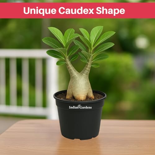 Image of Indian Gardens - Adenium Arabicum Live Plant in Black Pot | Desert Rose Bonsai | Low Maintenance Ornamental Plant for Home & Garden (Arabicum, 4 ' (Min : 2))