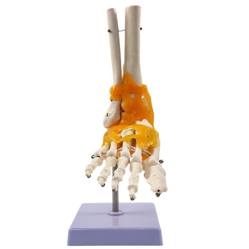 Human Foot Joint Model with Ligament, 1:1 Foot Skeleton Anatomy Model, with Ligament Ankle, for Medical Teaching, Educational Anatomy Study.