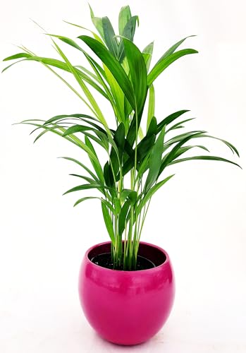 POWERS TO FLOWERS - ARECA, PALMA DI ARECA IN VASO CERAMICA SFERICO FUCSIA, VASO 14CM DIAMETRO, pianta vera